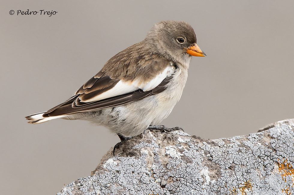 Gorrion alpino (Montifringilla nivalis)